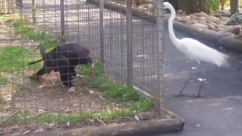 Now this is a Real fight 🦢🦅