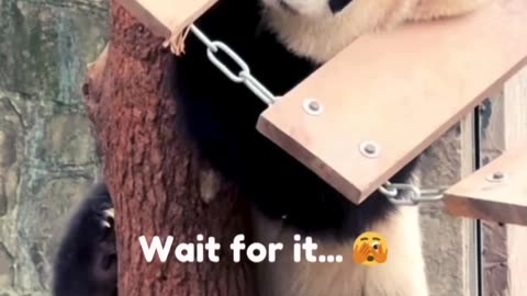 Panda gets stuck 🫣 🫣🫣