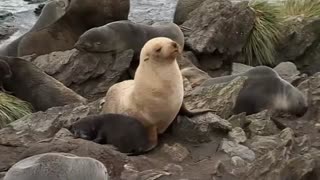 Frozen Planet: Do blond fur seals have more fun?