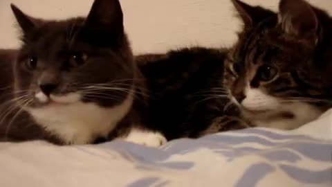 two beautiful cats meowing, how cute