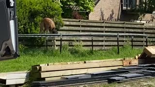 Dog Jumps On Trampoline