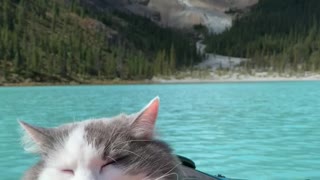 Cat Nap on a Kayak