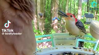 Woodpecker attacks the Dove with a long tongue