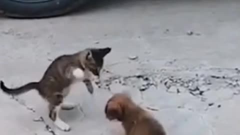 cat_vs_dog_fight