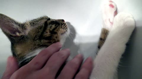 Heat Makes Kitten Hide in the Bath Tub