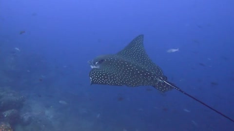 Spotted eagle stingray glides majestically past scuba diver