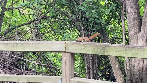 Red-Tailed Squirrel still break dancing