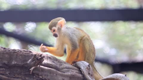 Squirrel Monkey eating on a tree branch,