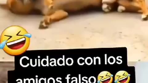 Cuidado con los amigos falsos