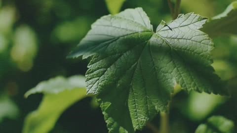 Green leaves of snake loofah on the background