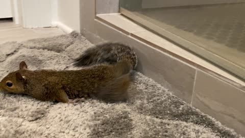 Pet squirrel adorable dries off after bath