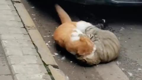 Cats Fighting