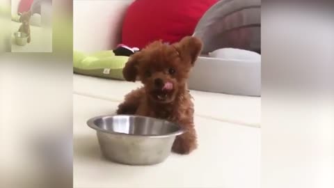 The dog is biting its own rice bowl