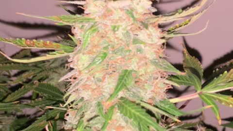Green Crack Auto Flower Cannabis From Seedsman