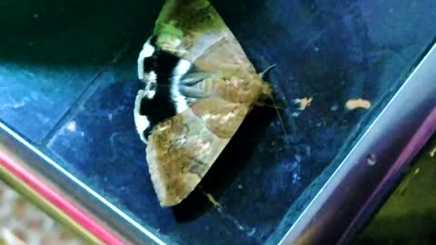 INSECTS: Stealth Bomber Moth