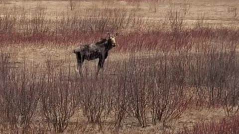 Moose on US1