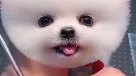 Adorable puppy get haircut puffy fluffy