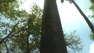 Filmando uma palmeira no parque, deve ter mais de 10 metros de altura! [Nature & Animals]