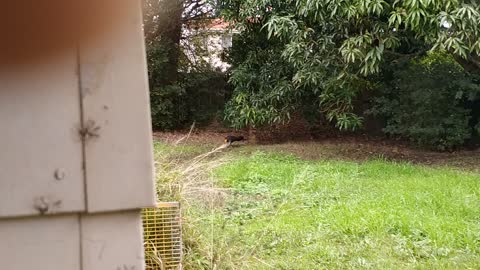 A bush Turkey made a nest in the backyard