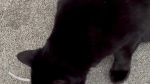 Adopting a Cat from a Shelter Vlog - Cute Precious Piper Plays with a Small Piece of Her Toy #shorts