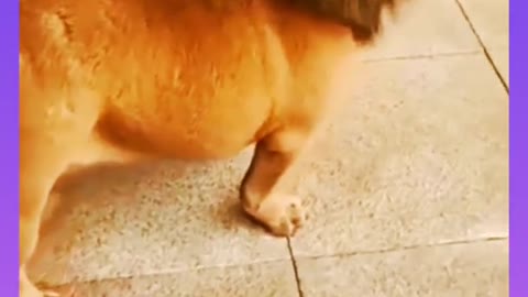 Rare (Lion-Dog)😂😂You Must Watch!!!!