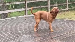 Doggy Tries To Catch Rain