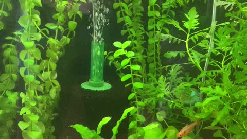 Live aquarium plants