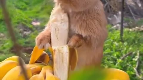 Bananas too!! Yummy! #shorts #shortvideo #video #virals #videoviral