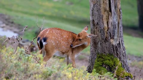 "DEER IN THE FOREST "