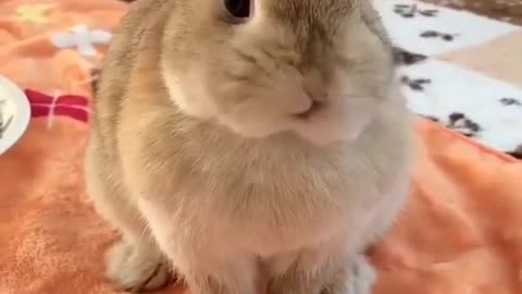 Cute Rabbits - Funny Baby Bunny Rabbit Videos Compilation 2