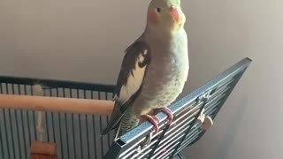 The cockatiel bird sings and its vocal cords stretch