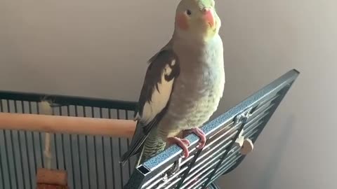 The cockatiel bird sings and its vocal cords stretch