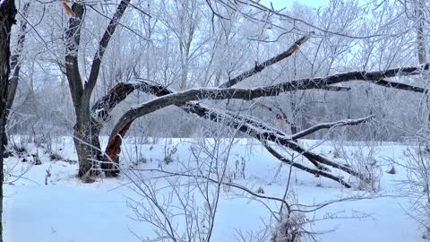 Winter,Winter video,Nature