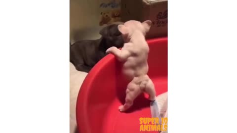 Is this the most muscled puppy?