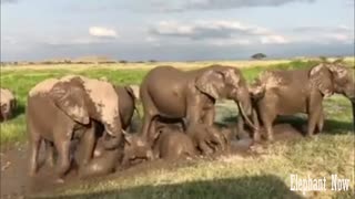 Group Elephants Play in The Mud