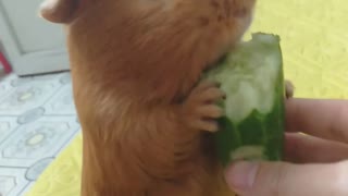 Hamsters revel in cucumber