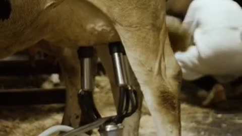 milking cow