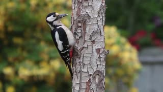 Watch a woodpecker in action