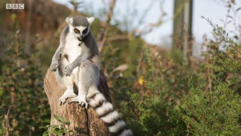 Why Do Lemurs Sunbathe? | Weird Animal Searches | BBC Earth