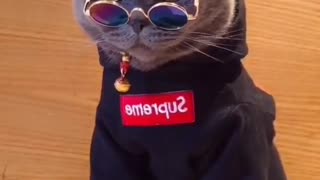 How cool is the cat