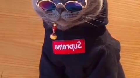 How cool is the cat