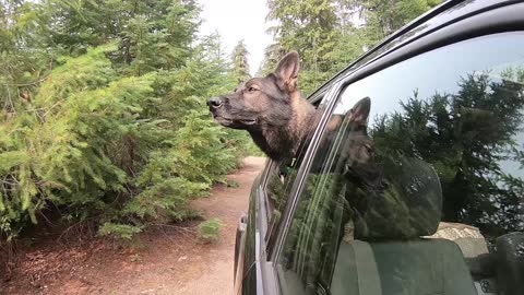 German Shepherd attacks tree branches from backseat