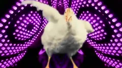 Chicken Song part 2 (original) | The hens’ dancing song | 2021 #01