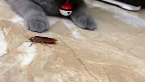 Cute cat befriends a cockroach!
