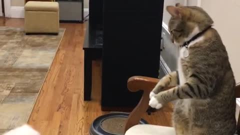 Grey cat on chair deflects and hits white dog