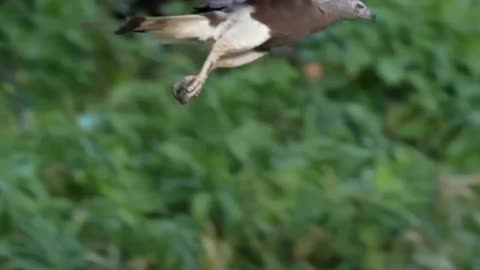 The Perfection Of Grey Headed Fish Eagle #shorts #shortvideo #youtubeshorts #video #virals