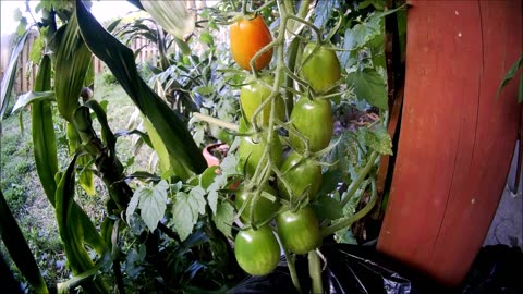 Tomato Ripening Time Lapse Video Beginning