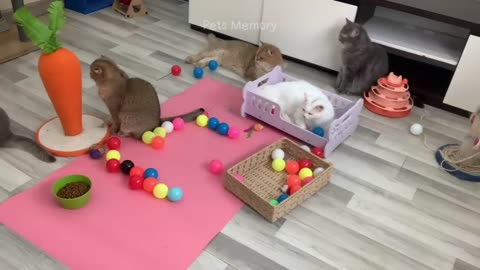 Collection of a Funniest Cat
