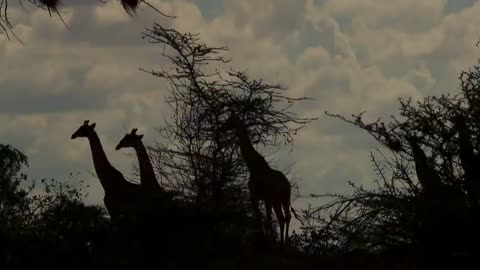 Wildlife Brave Giraffe Kick Lion To Save his/ her baby