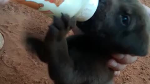 Perrita tomando su biberón